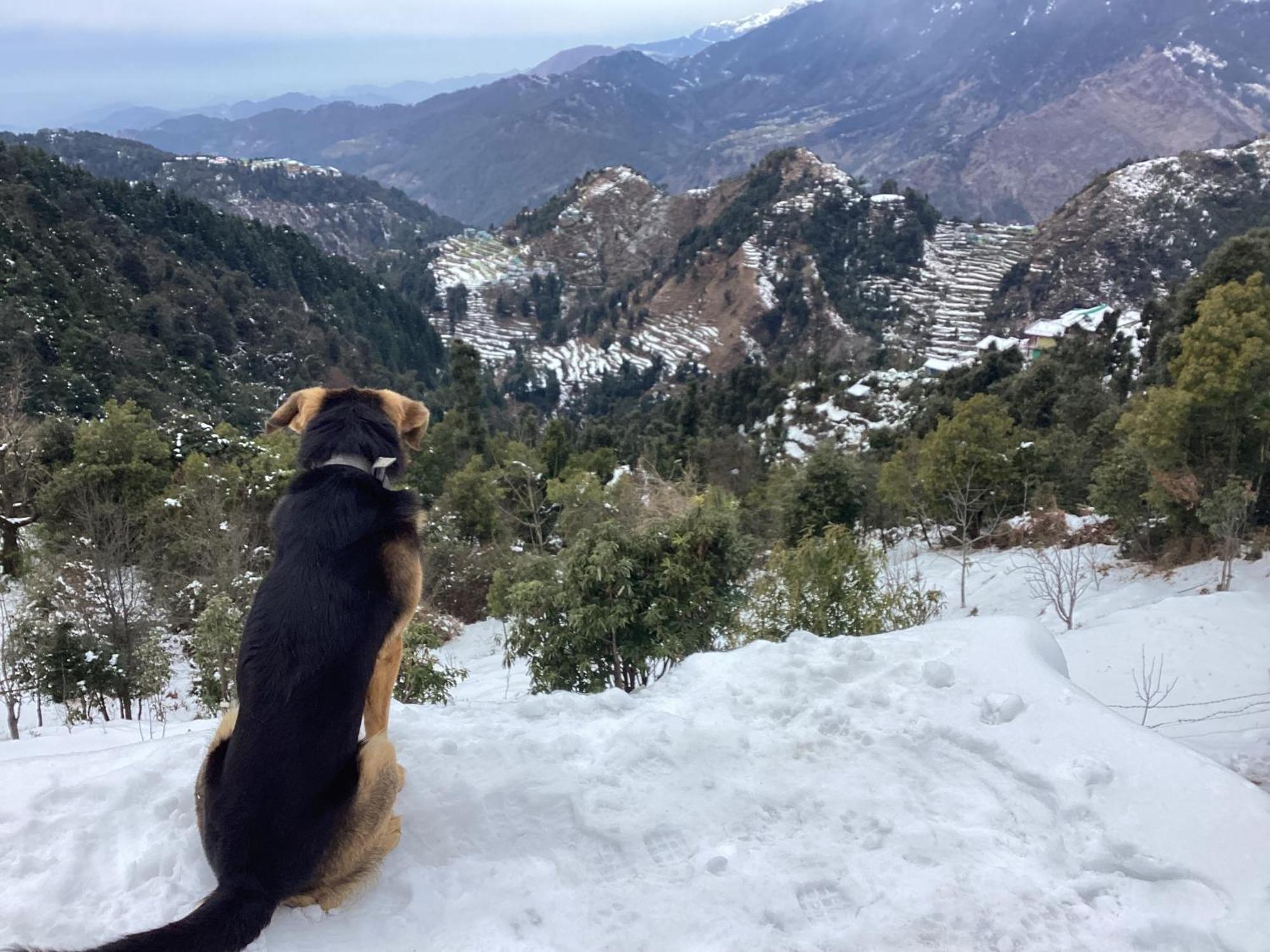 Pine Cottage McLeod Ganj Dış mekan fotoğraf